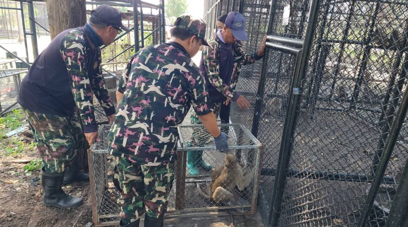 กรมอุทยานฯ จับมือเทศบาลเมืองหัวหิน ย้ายลิงที่สร้างปัญหาให้ประชาชน กว่า 200 ตัวไปยังที่พักพิงใหม่